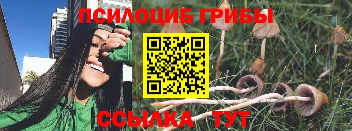 Галлюциногенные грибы Psilocybe Стрежевой